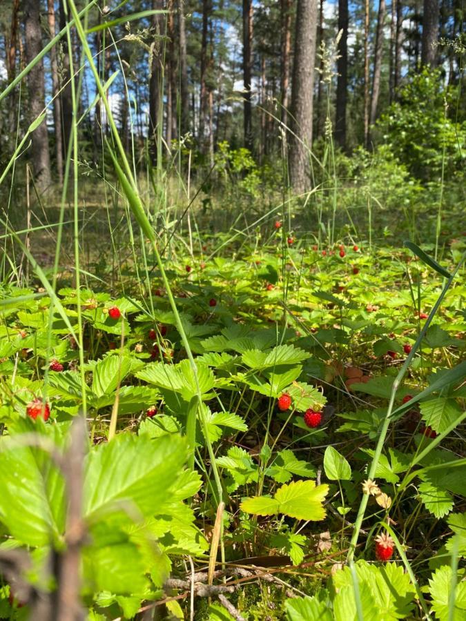 Rojaus Slenis Villa Druskininkai Eksteriør bilde