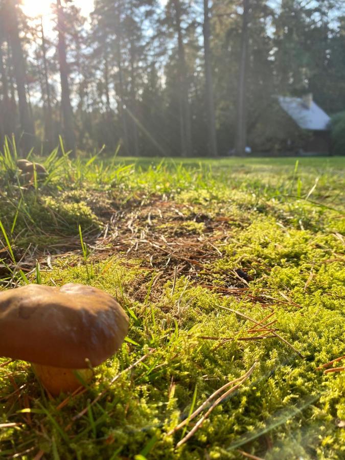 Rojaus Slenis Villa Druskininkai Eksteriør bilde